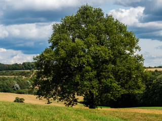 Tree in Palatinate Forest in Germany