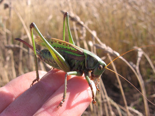 large green grasshopper Cicada insect on human hand pest