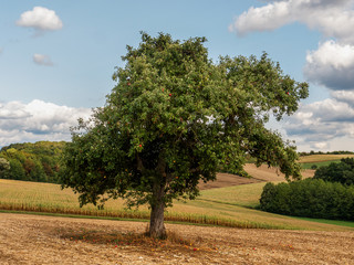 Red Apples On An Apple Tree On A Hot Summer Day