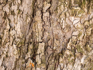 Abstract Texture Background "Nature wood"