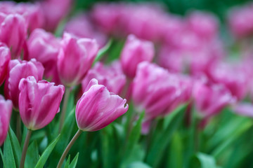 Obraz na płótnie Canvas Beautiful tulip flowers with blured background in the garden. Pink tulip flowers.