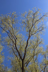 bright spring tree with green leaves blooms on the branches against the blue sky in the Park
