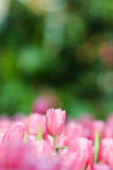 Fototapeta premium Beautiful tulip flowers with blured background in the garden. Pink tulip flowers.
