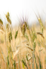 Wheat crop field. Ears of golden wheat close up. Ripening ears of wheat field background. Rich harvest Concept.