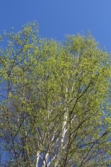 bright spring tree birch with green leaves blooms on the branches against the blue sky in the forest