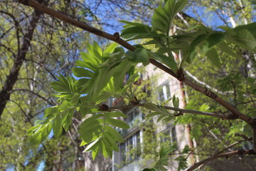 bright green leaves on the branches of a Rowan tree bloomed in the spring in the Park