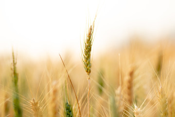 Wheat crop field. Ears of golden wheat close up. Ripening ears of wheat field background. Rich harvest Concept.