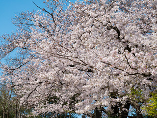 Cherry blossom flowers are bloom in Fukuoka prefecture, JAPAN.