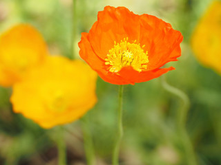 Fototapeta premium ポピー