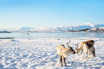 Naklejka premium Reindeer in Northern Norway