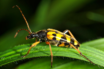 The longhorn beetle, Strangalia maculata, on the leaf