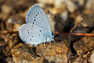 Lycaenidae  buterflies on wet soil near lost river Dretulja, Croatia