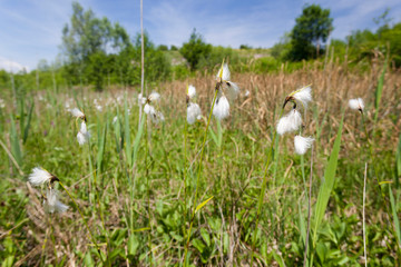 The fruits and seeds of the cottongrass (Eriophorum latifolium), Dretulja River, Croatia