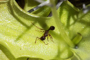 Pinguicula vulgaris, the common butterwort near lost river Dretulja, Croatia