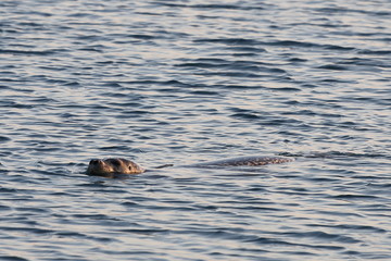 Fototapeta premium Seal (spotted seal, largha seal, Phoca largha) swimming in sea water in sunny day. Portrait of cute sea mammal. Wild spotted seal closeup. 