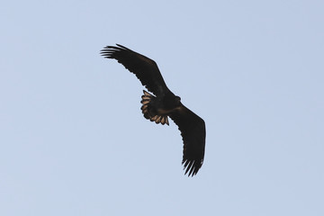 Eagle flying on blue sky background.  White-tailed eagle (Haliaeetus albicilla) hunting in natural habitat. Bird of prey looking for prey.
