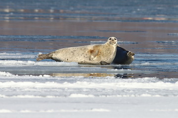 Seals (spotted seal, largha seal, Phoca largha) laying on ice on calm reflecting sea water background in sunny day. Portrait of cute sea mammal. Wild spotted seals closeup.
