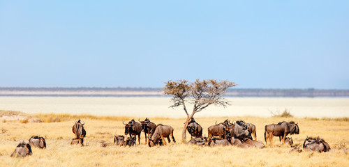Fototapeta na wymiar Wildebeests in Etosha