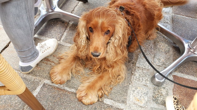 Cocker Spaniel im Lokal
