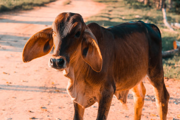 cow and calf