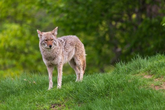 A lone coyote in the woods