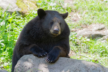 Fototapeta premium A lone bear in the woods