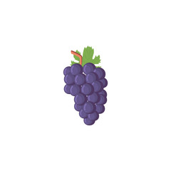 Isolated grapes fruit vector design