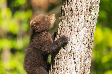 A lone bear in the woods