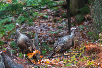 Turkeys in the woods