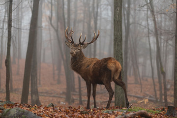 A deer in the woods