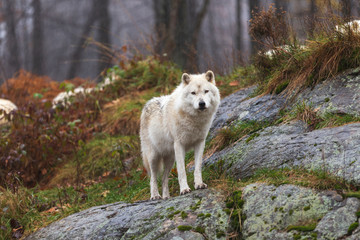 An arctic wolf in the woods