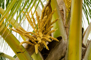 Coconut Palm Inflorescence