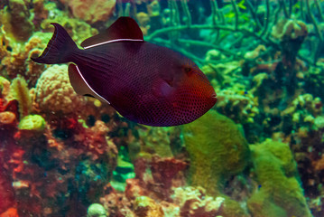 Black Durgon swimming over coral