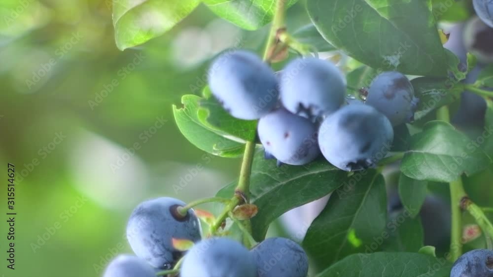 Sticker Blueberry. Fresh and ripe organic Blueberries plant growing in a garden. Diet, dieting, healthy vegan food. Blue berry hanging on a branch Bio, organic healthy food. Agriculture. Slow motion 4K UHD