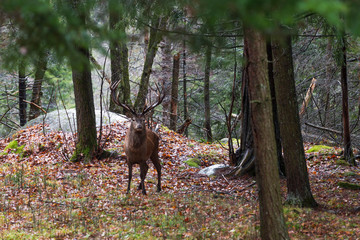 A lone deer in the woods