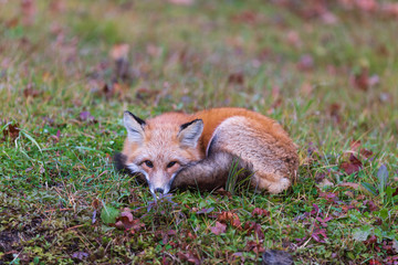 A lone red fox