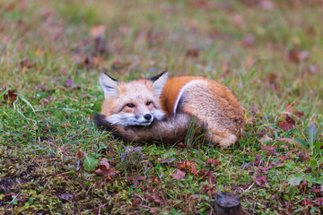 A lone red fox