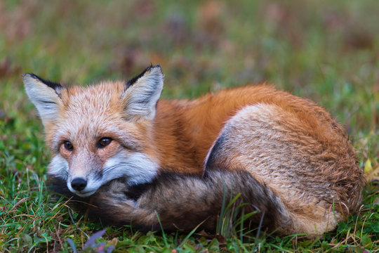 A lone red fox