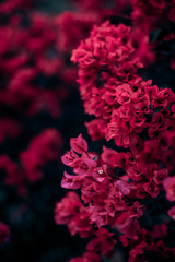 Flores rosas