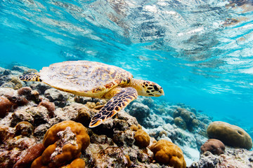 Hawksbill sea turtle