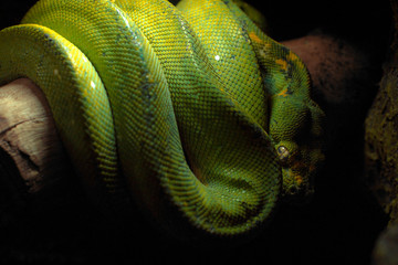 Serpiente verde