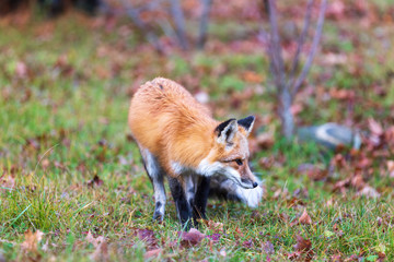A lone red fox