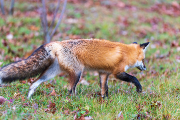 A lone red fox