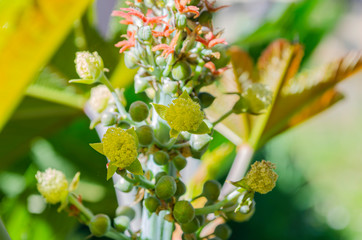 Blooming Castor Bean Plant