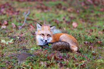 A lone red fox