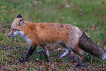 A lone red fox