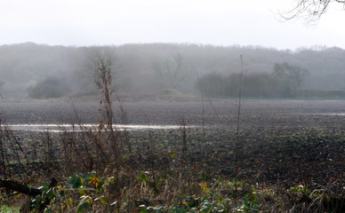 foggy field