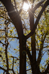 la luz del sol entre los arboles