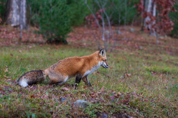 A lone red fox