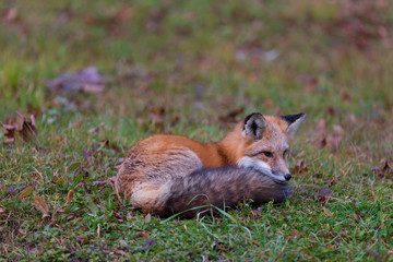 A lone red fox